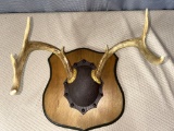 7 point horn mount