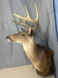 8 point white tail shoulder mount
