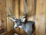 5 x 5 Mule Deer 1/4 shoulder mount