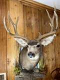 5 x 5 mule deer shoulder mount