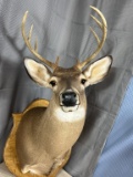 8 point white tail shoulder mount