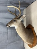 6 point white tail shoulder mount