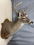 8 point white tail shoulder mount