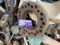 PIPE FLANGE