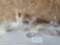 LARGE LOT CRYSTAL DISHES