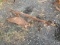 Horse Drawn 1 Bottom Plow
