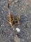 Antique Hand Crank Grinder