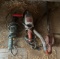 Saw, Grinder and Hand Pump