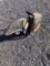 Partner K700 Active II Cut Off Saw