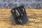 GALCO 2 INCH PADDLE HOLSTER