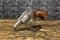 CHARTER ARMS BULLDOG
