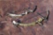 (2) Compound Bows