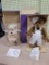 2- Annette Funicello bears, both in original boxes w/ COA