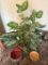 Plastic tree and 2 pots