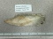 Arrowheads and Artifacts - Etley Point 4 3/4