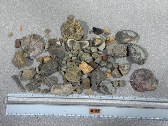 Arrowheads and Artifacts - Fossils found in Virginia