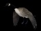 Full-size flying Canada goose, Eddie Wozny, Cambridge, Maryland.