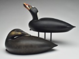 Pair of scoter, Keith Mueller, Killingworth, Connecticut.