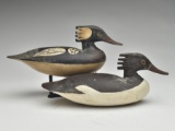 Rigmate pair of American mergansers, Delbert 