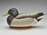 Mallard drake, Jimmie Vizier, Galiano, Louisiana.