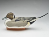 Excellent pintail drake, Jimmie Vizier, Galiano, Louisiana.
