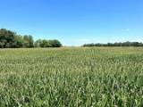 Tract 1 - 110.95 Surveyed Acres