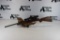 Savage Arms 93R17 17 H.M.R.