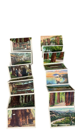 Redwood Highway and Big Trees Park California Vintage Post Card Collection Lot
