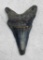 Ancient Fossilized Shark's tooth