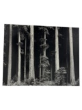 Ansel Adams | Northern California Coast Redwood Print