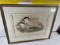 ACTOCHELIDON CANTIACA (J. GOULD & HC RICHTER LITHO) WALTER IMP. FRAMED