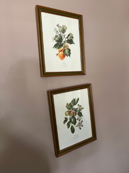 ANNE OPHELIA DOWDEN PRINTS (SIGNED) ASSORTED FRUIT - APROCOT, POMEGRANATE,