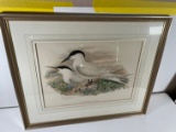 ACTOCHELIDON CANTIACA (J. GOULD & HC RICHTER LITHO) WALTER IMP. FRAMED
