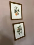 ANNE OPHELIA DOWDEN PRINTS (SIGNED) ASSORTED FRUIT - APROCOT, POMEGRANATE,
