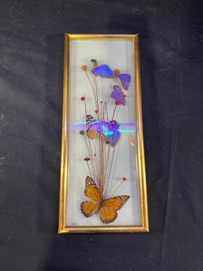 BUTTERFLY DISPLAY - FRAMED (MADE IN BRAZIL)