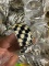 BRACLETS ASSORTED - BLACK/WHITE