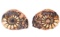Gorgeous Ancient Fossilized Pair of Ammonite Fossils