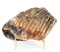 Large Ancient Mammoth Molar on Stand