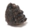 Ancient Wooly Mammoth Molar Section