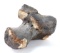 Fossilized Ancient Dinosaur Bone