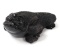 Chinese Three Legged Frog of Wealth