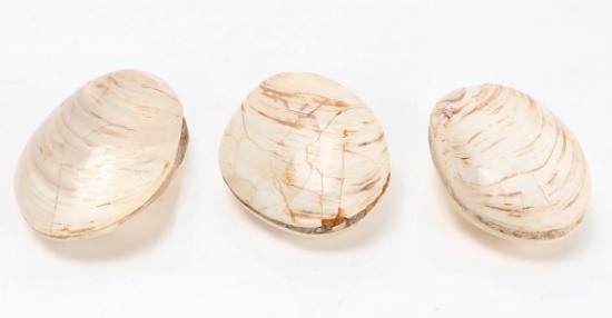 Wonderful Trio of Ancient Fossilized Clamshells