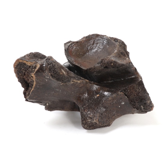 Ancient Fossilized Wooly Mammoth Bone
