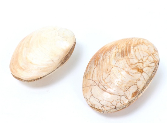 Pair of Ancient Fossilized Clams