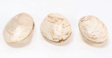 Wonderful Trio of Ancient Fossilized Clamshells