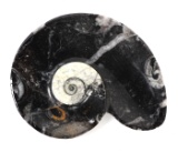 Fossilized Ammonite & Orthoceras Fossil Dish
