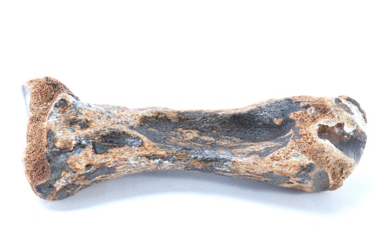 Ancient Fossilized Dinosaur Bone