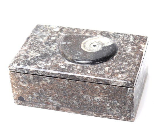 Composite Fossilized Ammonite Jewelry Box