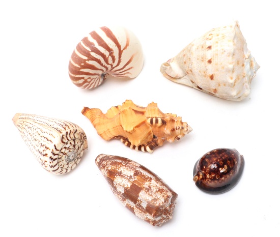 Wonderful Group of Six Vintage Sea Shells
