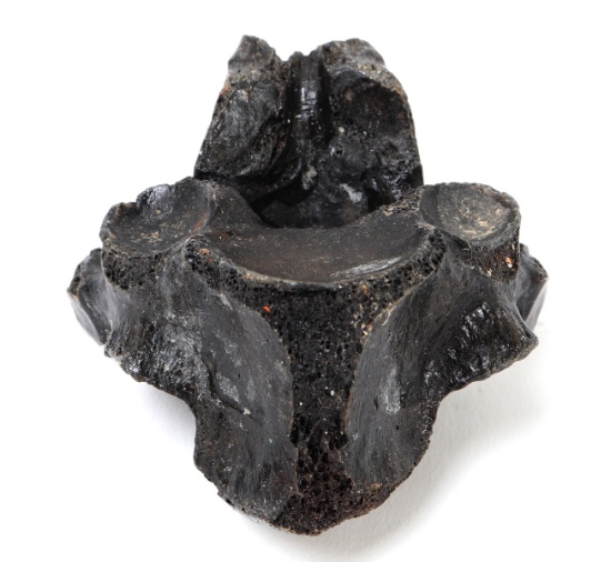Ancient Fossilized Dinosaur Vertebra Piece